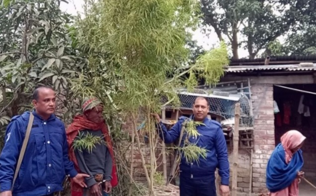 বদলগাছীতে গাঁজার গাছসহ আটক -১