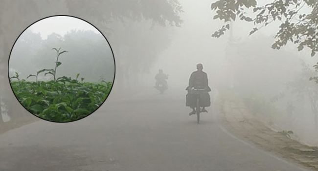 শীতে কাঁপছে পঞ্চগড়, তাপমাত্রা ৭.৩ ডিগ্রি