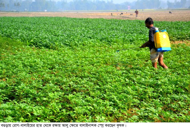 রোগ-বালাই থেকে রক্ষায় আলু ক্ষেতে ওষুধ স্প্রে