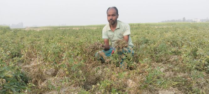 পাঁচবিবিতে বিক্রেতার দেয়া কীটনাশকে কৃষকের আলুর ক্ষেত নষ্টের অভিযোগ