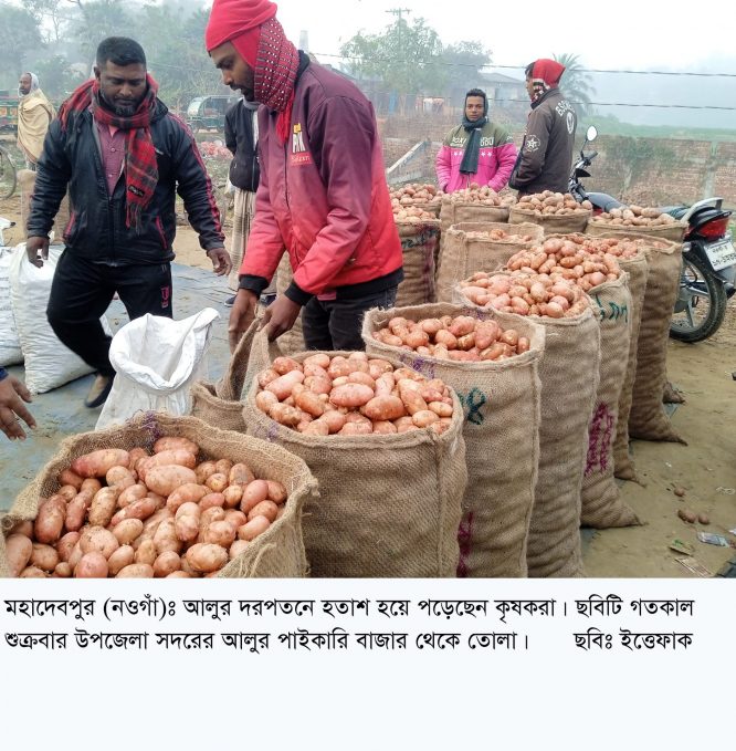 মহাদেবপুরে আলুর দামে হতাশ কৃষক