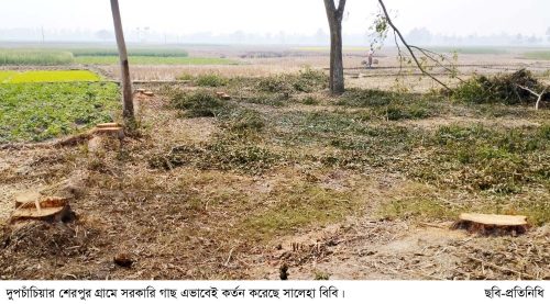 দুপচাঁচিয়ায় সরকারি গাছ কর্তনের অভিযোগ