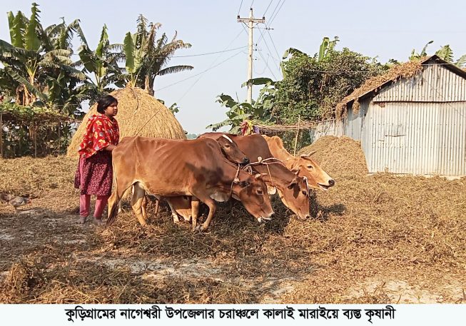 নাগেশ্বরীতে চরাঞ্চলে কালাই কাটামারীতে ব্যস্ত কৃষক কৃষানী