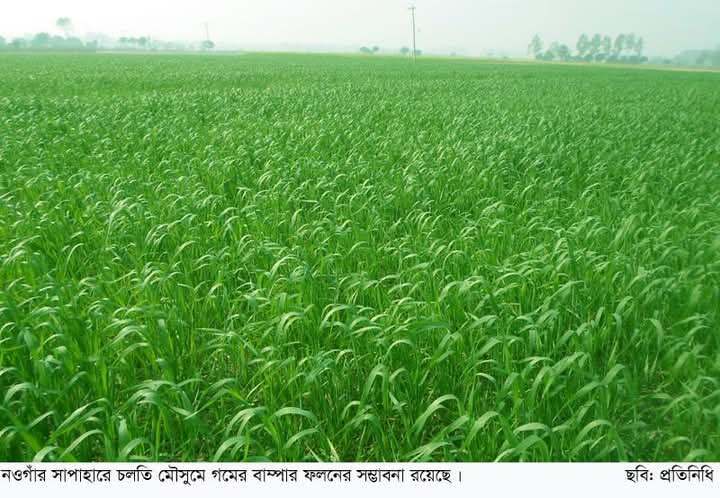 সাপাহারে গমের বাম্পার ফলনের সম্ভাবনা
