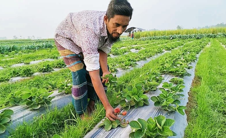 বগুড়ায় স্ট্রবেরি চাষে অভাবনীয় সাফল্য