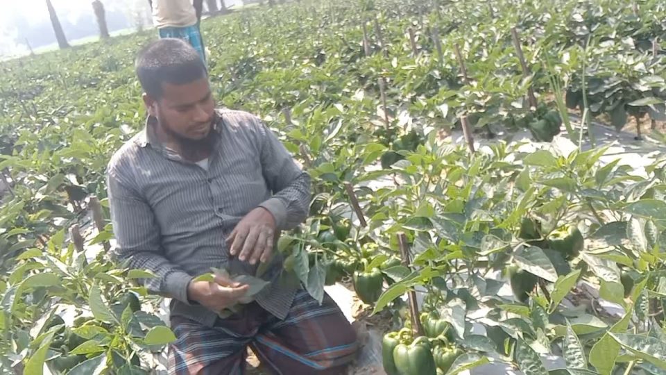 ডাব বিক্রেতা থেকে ক্যাপসিকাম চাষে সফল ক্ষেতলালের কৃষক আঃ রশিদ