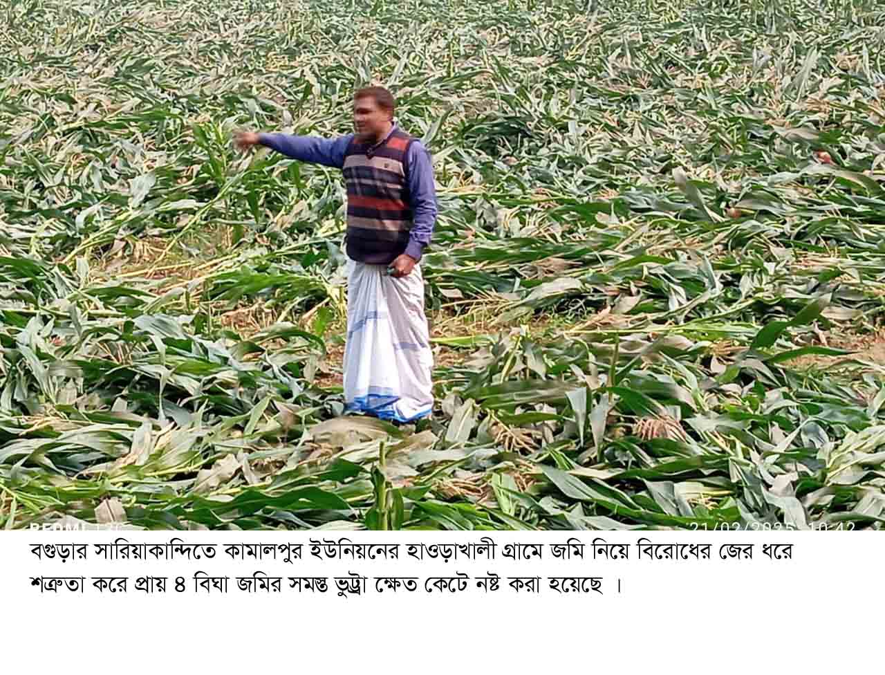 সারিয়াকান্দিতে ভুট্ট্রা ক্ষেতের সাথে শত্রুতা