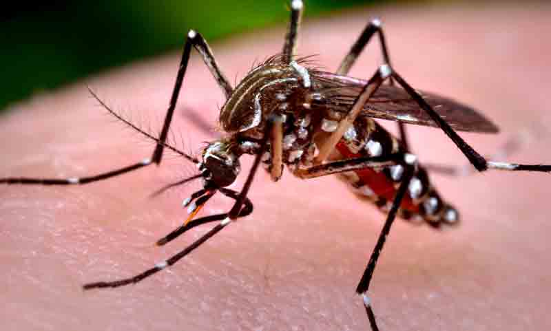 মশার দখলে নন্দীগ্রাম পৌর এলাকা ‘অতিষ্ঠ জনজীবন