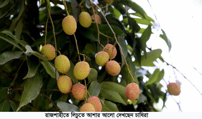 রাজশাহীতে লিচুতে আশার আলো দেখছেন চাষিরা