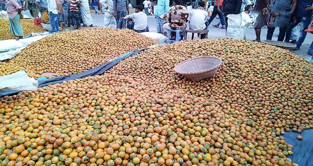 বাজারে ভালো দাম পাওয়ায় সুপারি চাষে আগ্রহী হচ্ছেন কুড়িগ্রামের চাষিরা