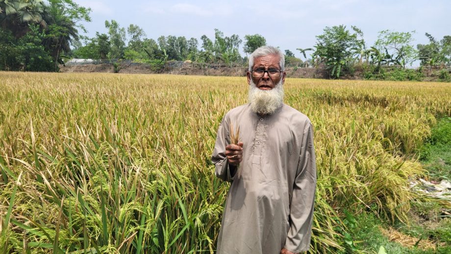 সিরাজগঞ্জের রায়গঞ্জে ইটভাটার আগুনে পুড়ল ১৫ বিঘা জমির ধান