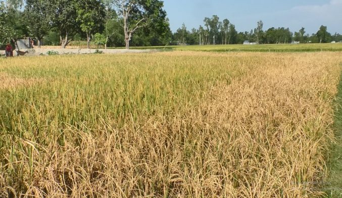 কুড়িগ্রামে শত্রুতার জেরে বেড়ে চলেছে ফসলহানীর ঘটনা