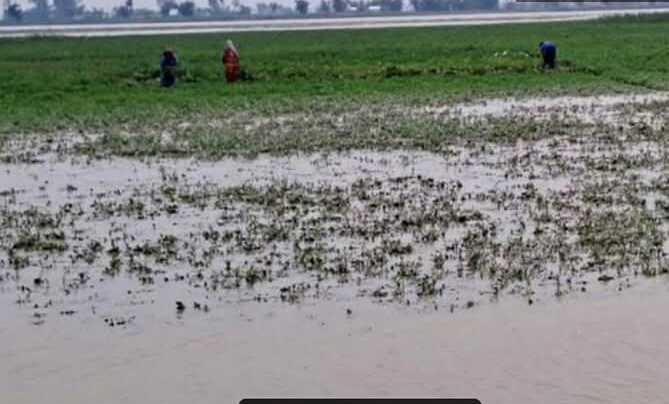 আশা আছিল লাখ টেহার বাদাম বেচমো, এখন সোউগ শ্যাষ