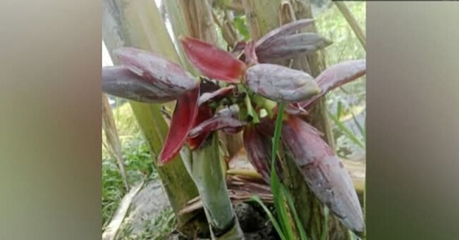 কুড়িগ্রামে ১৬ ইঞ্চির গাছে ৭ মোচা, দেখতে হাজারো মানুষের ভিড়