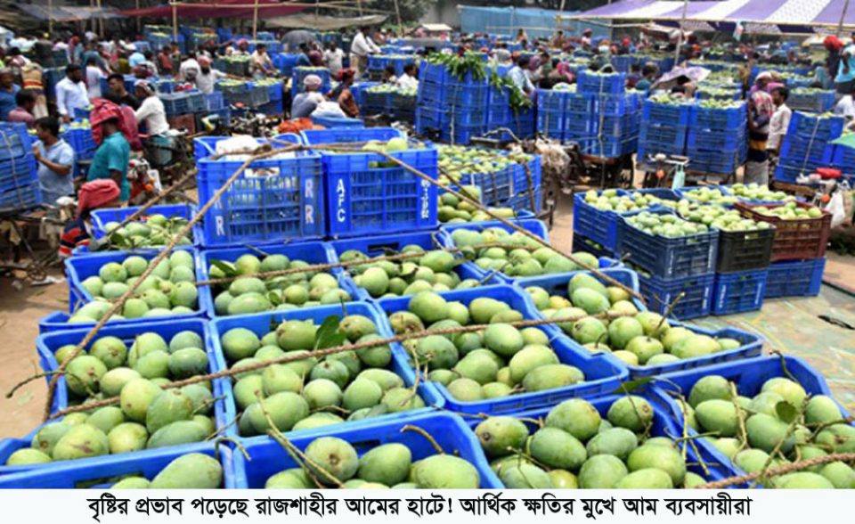বৃষ্টির প্রভাব পড়েছে রাজশাহীর আমের হাটে! আর্থিক ক্ষতির মুখে আম ব্যবসায়ীরা
