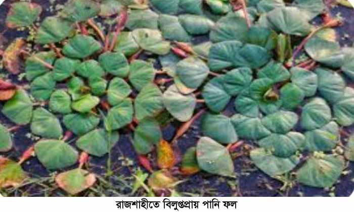 রাজশাহীতে বিলুপ্তপ্রায় পানি ফল