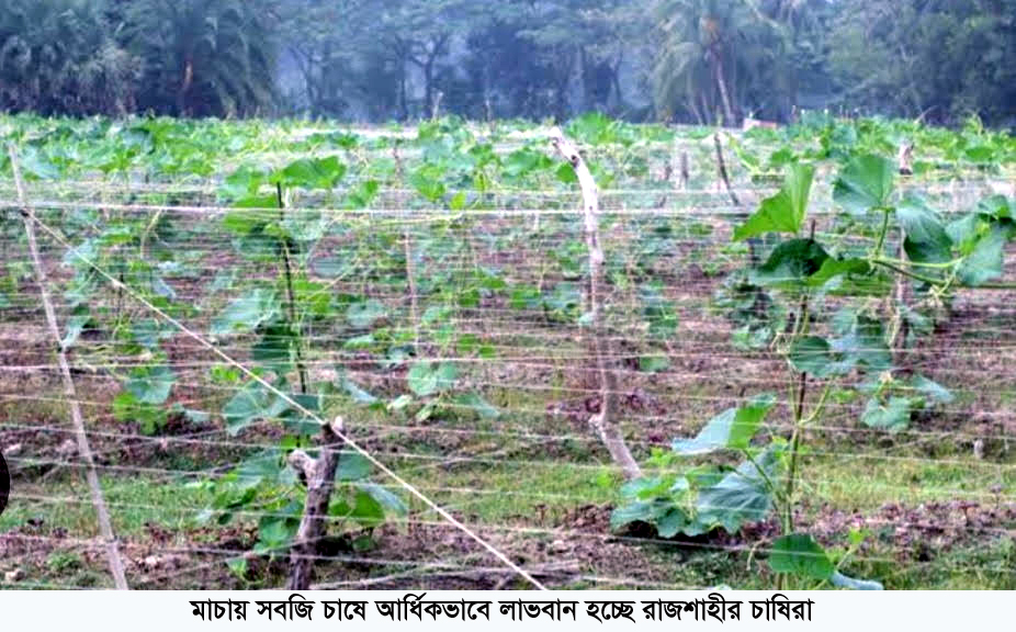 মাচায় সবজি চাষে আর্ধিকভাবে লাভবান হচ্ছে রাজশাহীর চাষিরা