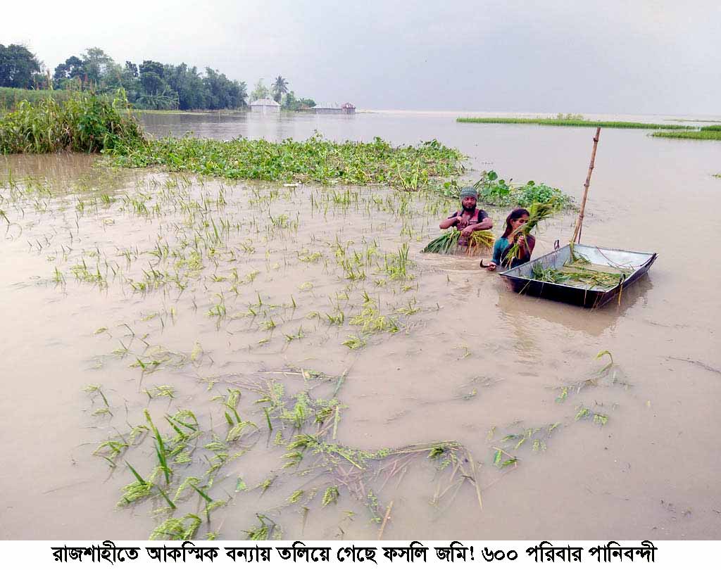 রাজশাহীতে আকস্মিক বন্যায় তলিয়ে গেছে ফসলি জমি! ৬০০ পরিবার পানিবন্দী