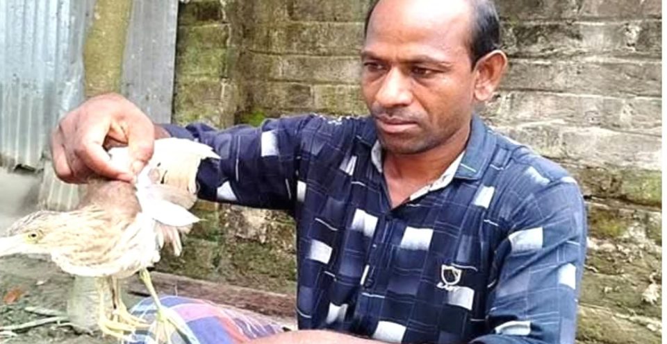 কুড়িগ্রামের বালাটারি গ্রামে দেখা মিললো চার পা-ওয়ালা কানি বক