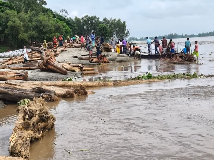 কুড়িগ্রামে কালজানি নদীতে ভেসে আসছে হাজার হাজার গাছের গুড়ি