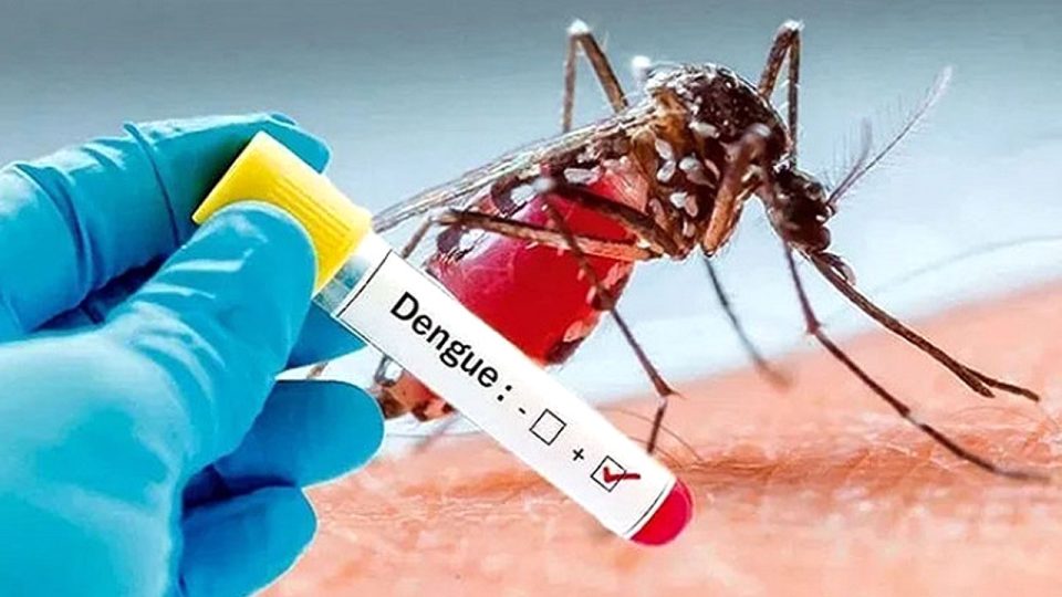 ডেঙ্গুতে আরো ৬ জনের মৃত্যু, হাসপাতালে ভর্তি ৯৮৩