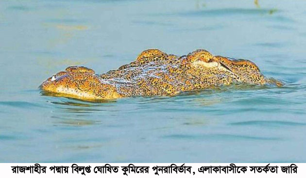 রাজশাহীর পদ্মায় বিলুপ্ত ঘোষিত কুমিরের পুনরাবির্ভাব, এলাকাবাসীকে সতর্কতা জারি
