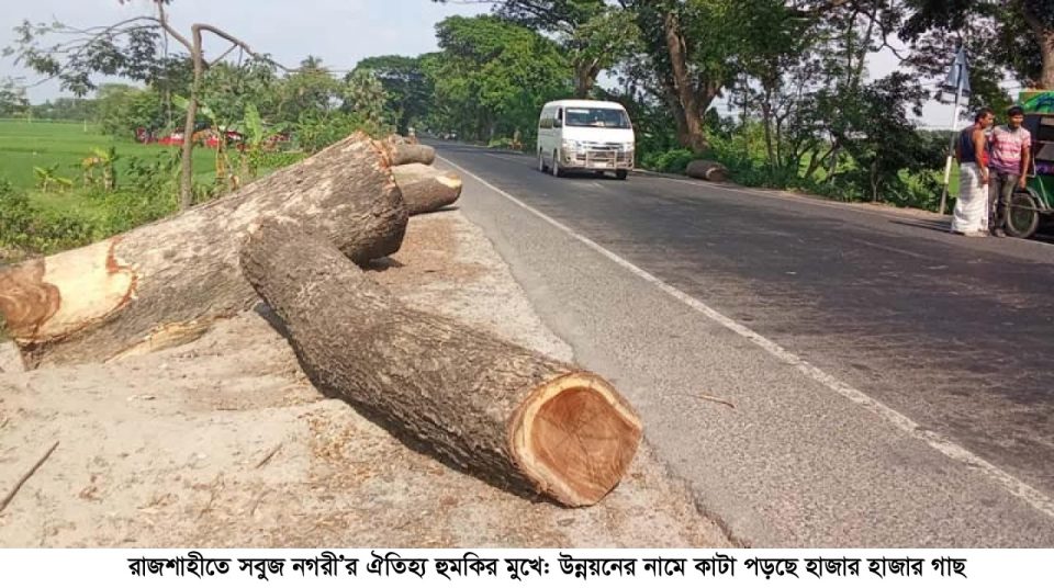 রাজশাহীতে সবুজ নগরী’র ঐতিহ্য হুমকির মুখে: উন্নয়নের নামে কাটা পড়ছে হাজার হাজার গাছ