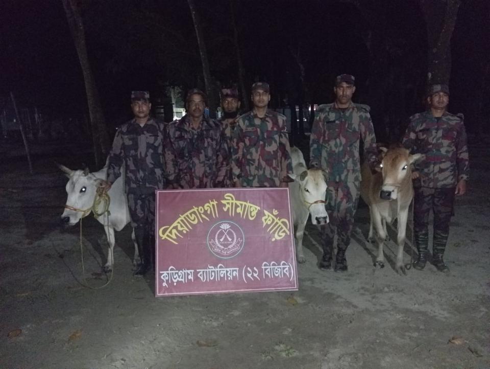কুড়িগ্রামে বিজিবির অভিযানে ভারতীয় ৪টি গরু ও মদ জব্দ