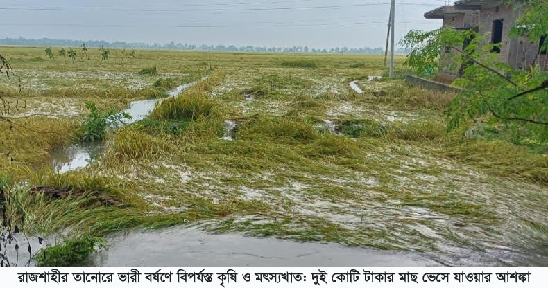 রাজশাহীর তানোরে ভারী বর্ষণে বিপর্যস্ত কৃষি ও মৎস্যখাত: দুই কোটি টাকার মাছ ভেসে যাওয়ার আশঙ্কা