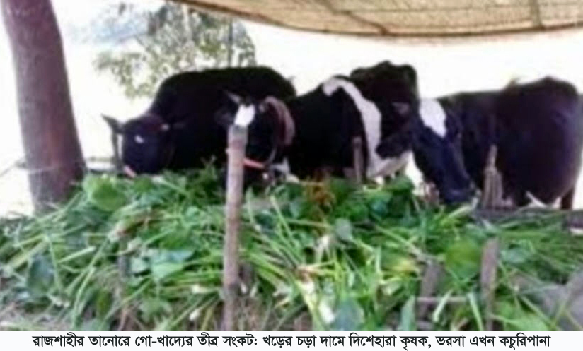 রাজশাহীর তানোরে গো-খাদ্যের তীব্র সংকট: খড়ের চড়া দামে দিশেহারা কৃষক, ভরসা এখন কচুরিপানা