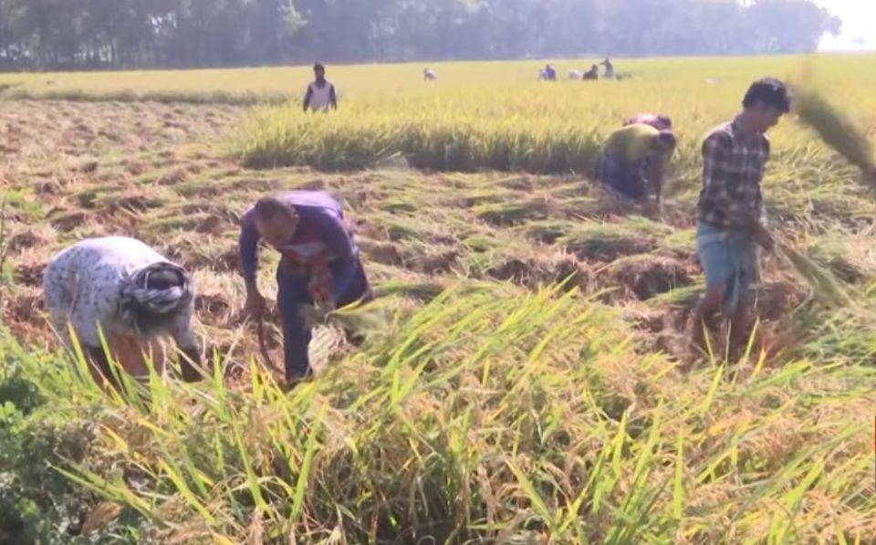 তানোরে আমনের বাম্পার ফলনের সম্ভাবনা, কৃষকের মুখে হাসি