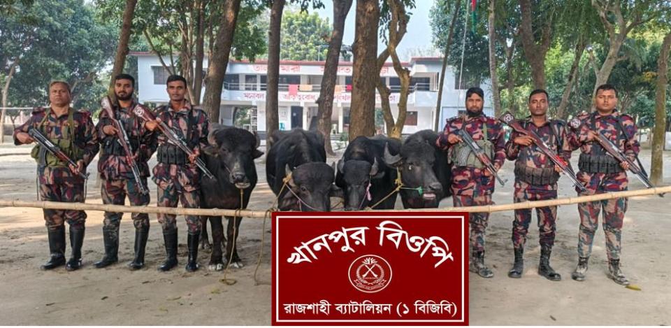 রাজশাহীর মিডিল চরে ৪৬ লাখ টাকা মূল্যের ১৫টি ভারতীয় মহিষ জব্দ