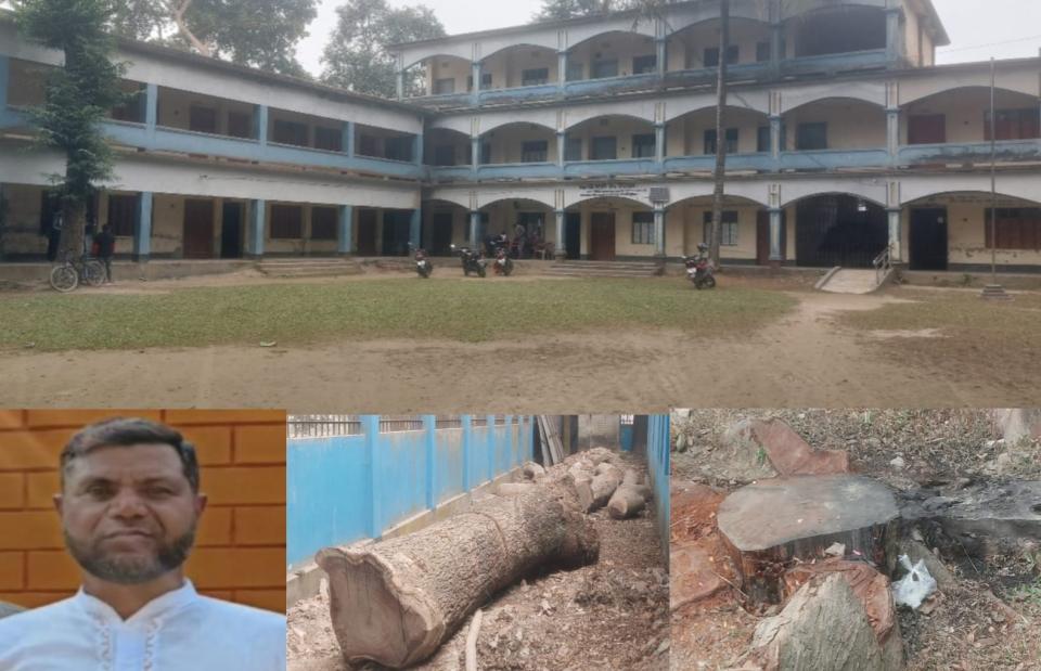 কচাকাটা হাইস্কুলের ৭লক্ষ টাকার গাছ নামমাত্র নিলামে ৯৯ হাজারে বিক্রি