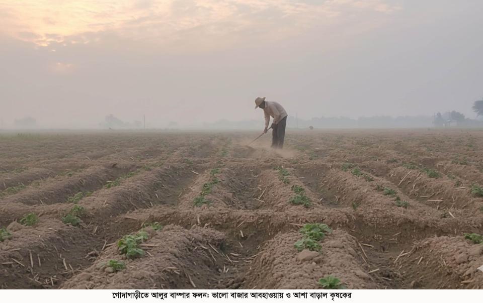 গোদাগাড়ীতে আলুর বাম্পার ফলন: ভালো বাজার আবহাওয়ায় ও আশা বাড়াল কৃষকের