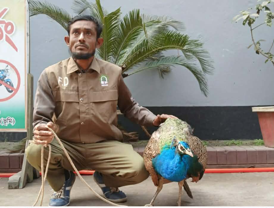কুড়িগ্রামের উলিপুরে আহত অবস্থায় বিরল প্রজাতির ময়ূর উদ্ধার