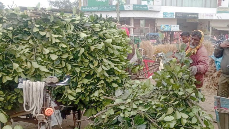 ঘোড়াঘাটে ছকমলের সংসার চলছে কাঁঠালপাতা বিক্রি করে