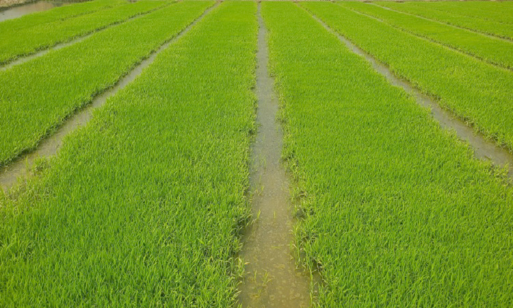 ঘোড়াঘাটে বোরো ধানের আদর্শ বীজতলা তৈরী
