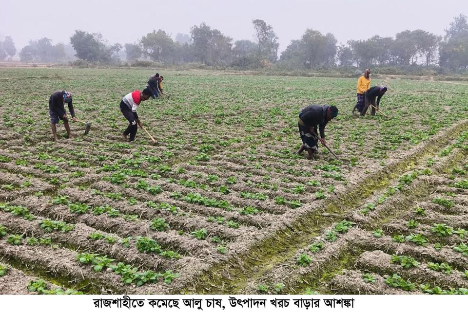 রাজশাহীতে উৎপাদন খরচ বাড়ার আশঙ্কায় কমেছে আলু চাষ