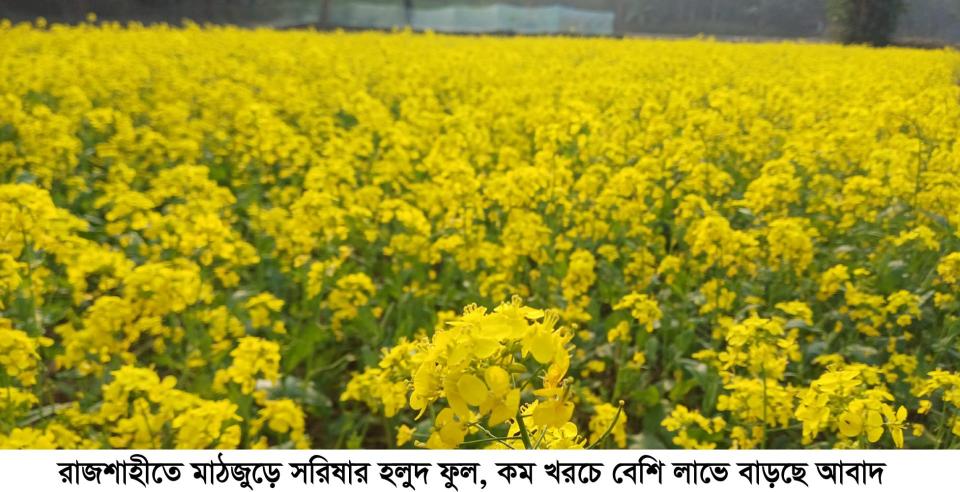 রাজশাহীতে মাঠজুড়ে সরিষার হলুদ ফুল, কম খরচে বেশি লাভে বাড়ছে আবাদ