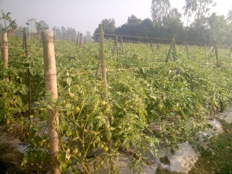 গাইবান্ধা জেলার শ্রেষ্ঠ সবজি চাষী আব্দুর রশিদ মিয়া এখন স্বাবলম্বী