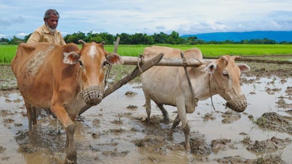 ঘোড়াঘাটে আধুনিকতার ছোঁয়ায় হারিয়ে যাচ্ছে গরুর হাল ঐতিহ্য