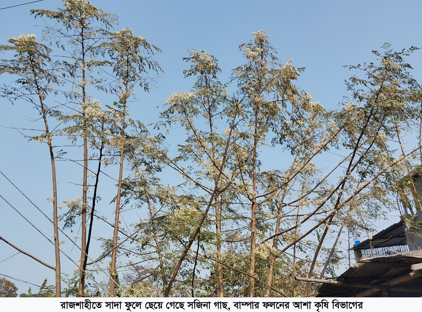 রাজশাহীতে সাদা ফুলে ছেয়ে গেছে সজিনা গাছ, বাম্পার ফলনের আশা কৃষি বিভাগের