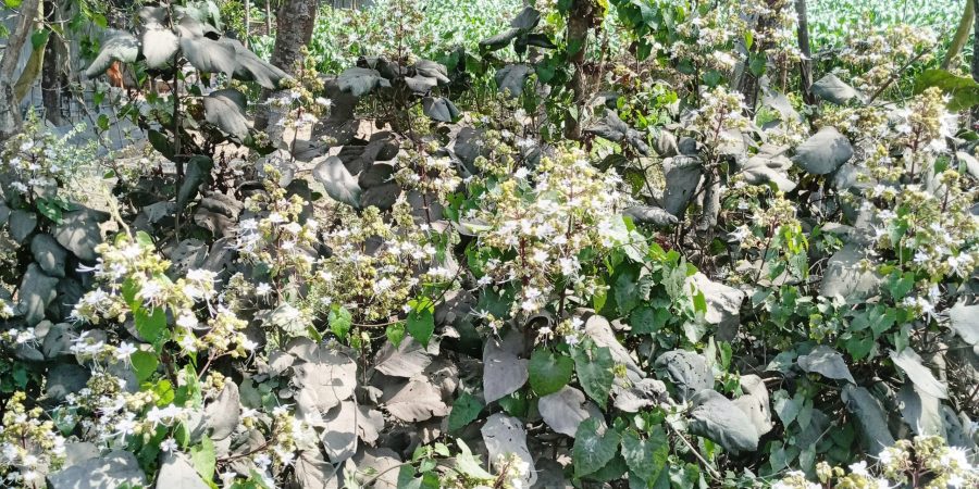 মুক্ত প্রকৃতিতে সৌন্দর্য ছড়াচ্ছে ভাঁটফুল