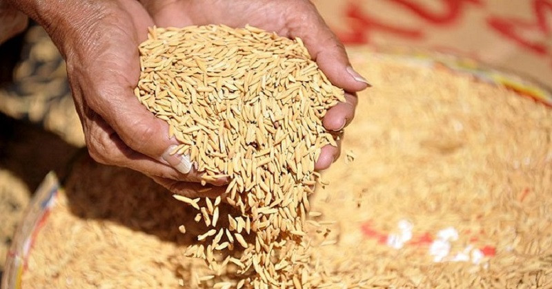 ৩৬ টাকা কেজিতে ধান, ৪৯ টাকায় সিদ্ধ চাল কিনবে সরকার
