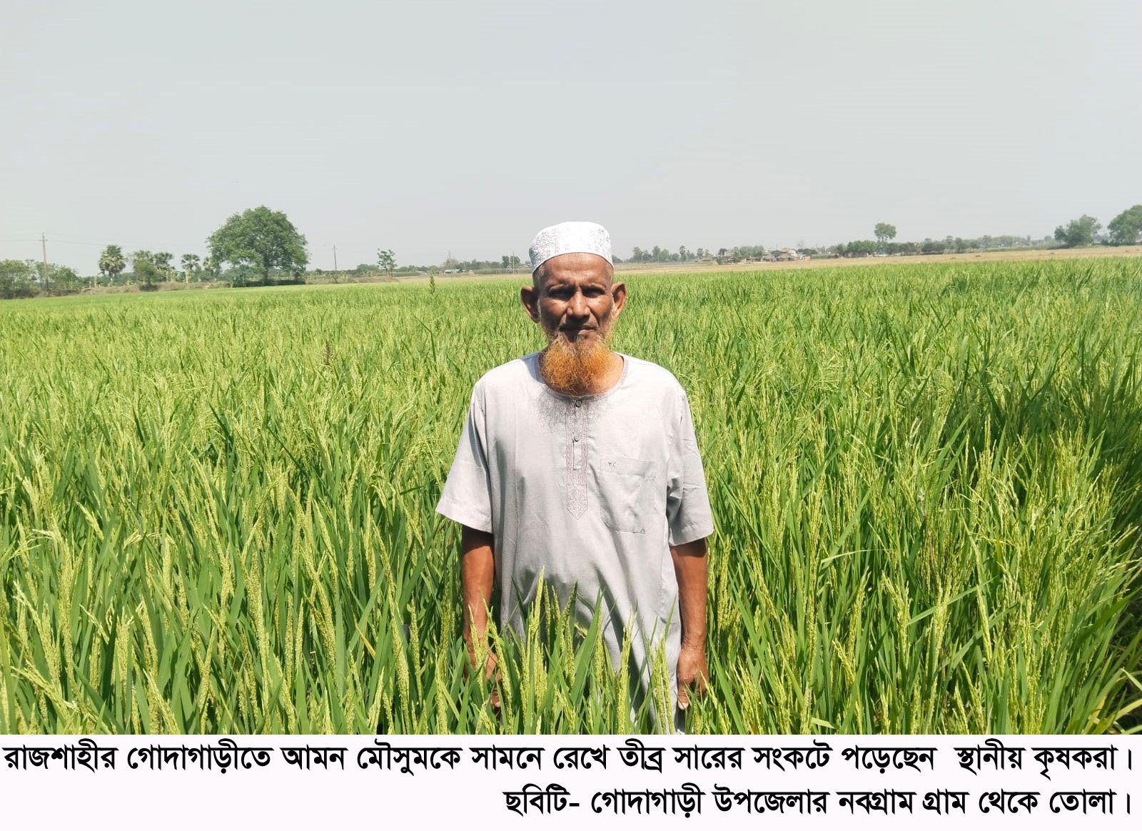 রাজশাহীতে সারের সংকট ও কালোবাজারি: বিপাকে কৃষকরা