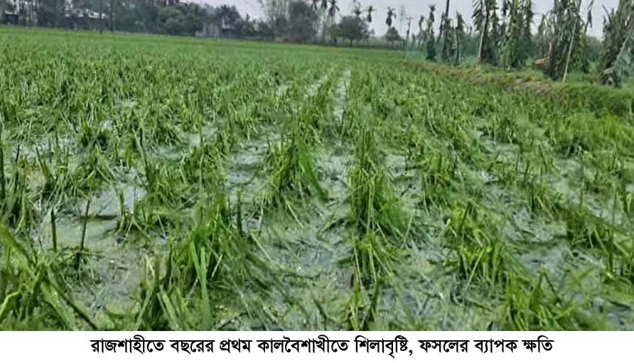 রাজশাহীতে বছরের প্রথম কালবৈশাখীতে শিলাবৃষ্টি, ফসলের ব্যাপক ক্ষতি