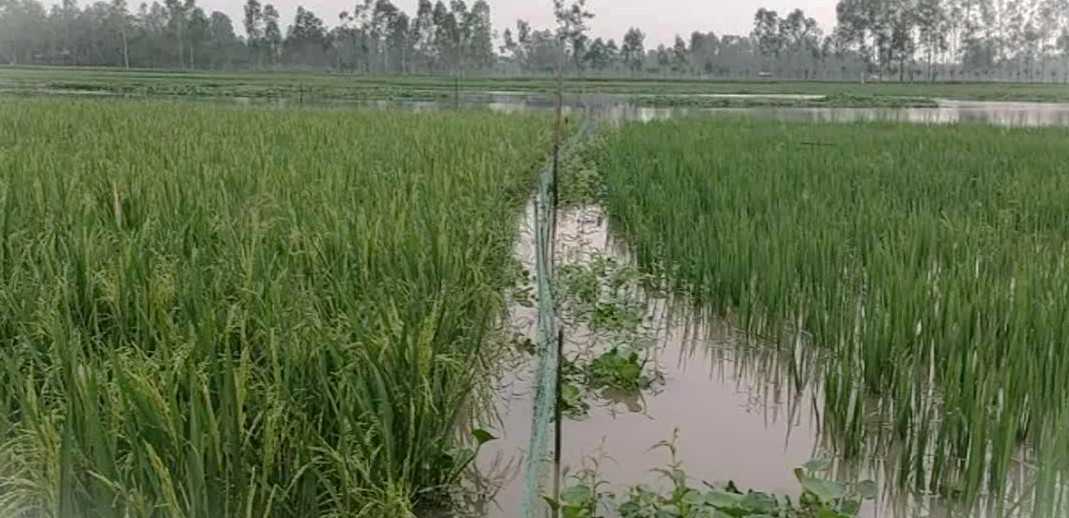 কুড়িগ্রামের ঝড়ে ও বৃষ্টিতে ডুবছে ধান-ভুট্টা: ব্যাপক ক্ষয়ক্ষতি আশঙ্কা