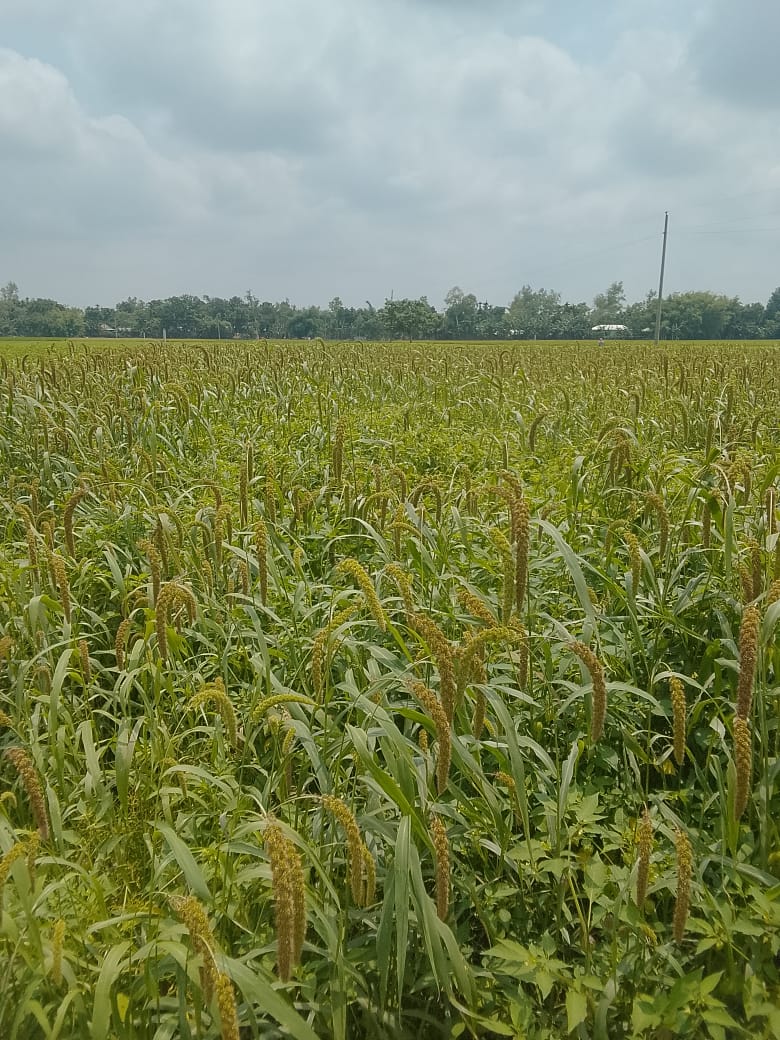 পঞ্চগড় থেকে হারিয়ে যাচ্ছে কাউনের চাষ