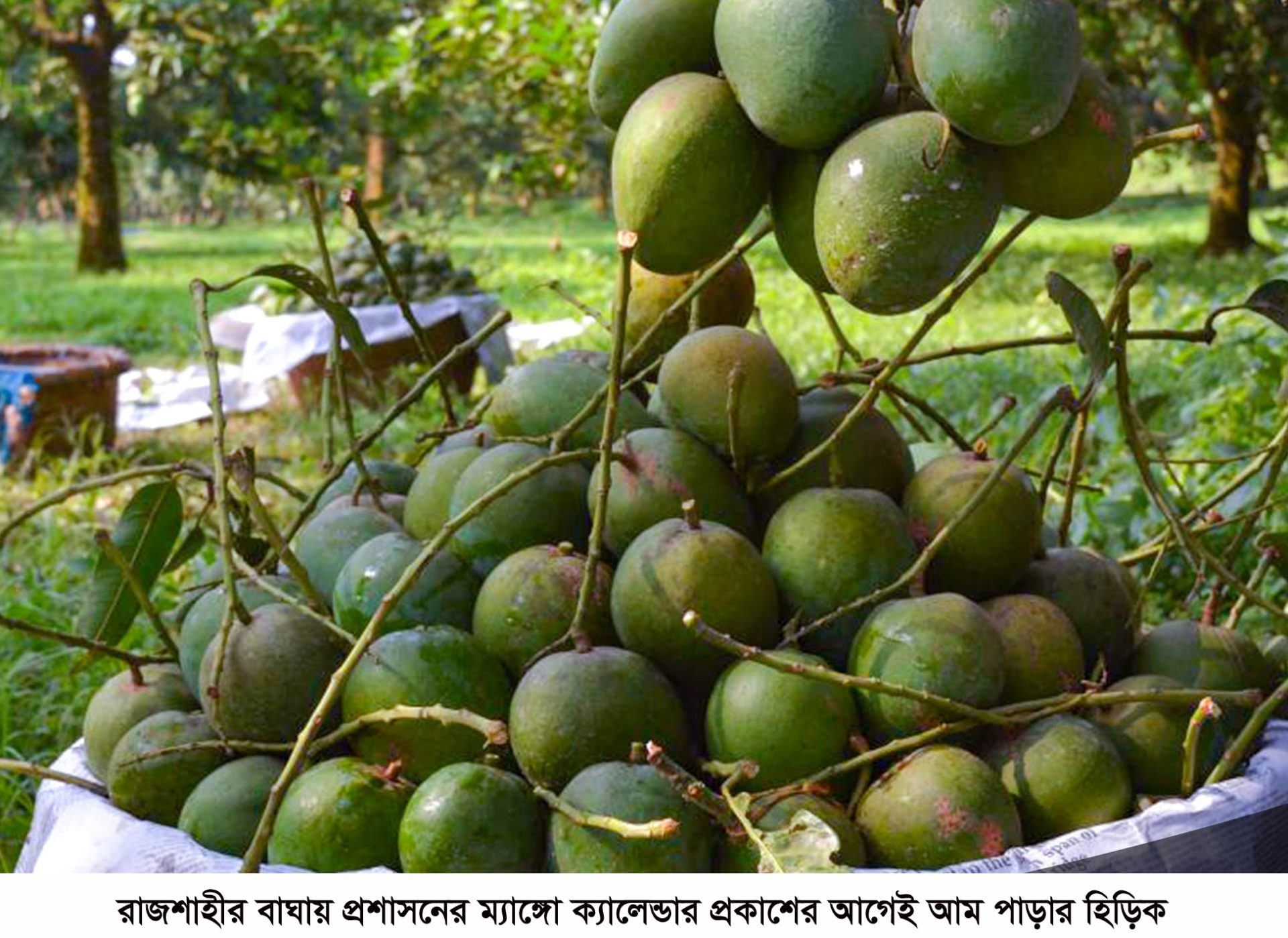 রাজশাহীর বাঘায় প্রশাসনের ম্যাঙ্গো ক্যালেন্ডার প্রকাশের আগেই আম পাড়ার হিড়িক