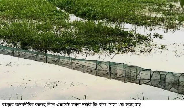 আদমদীঘির রক্তদহ বিলে অবাধে চলছে রিং জাল দিয়ে দেশীয় মাছ ধরার মহোৎসব